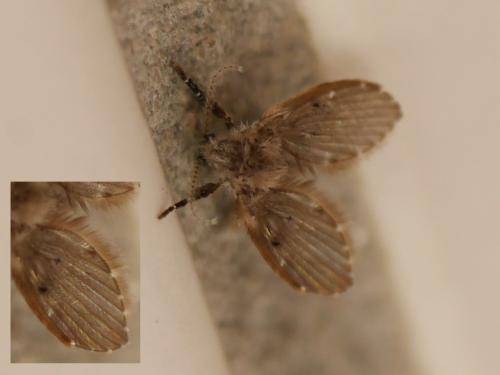 Clogmia albipunctata